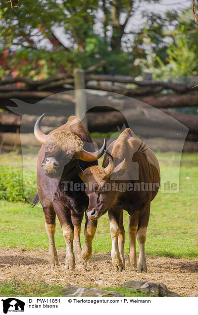 Gaur / Indian bisons / PW-11851