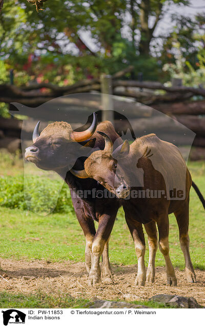 Gaur / Indian bisons / PW-11853