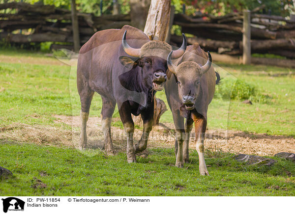 Gaur / Indian bisons / PW-11854