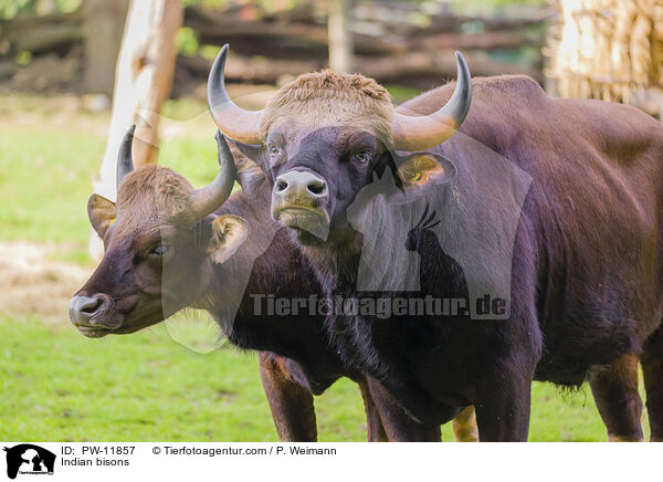 Gaur / Indian bisons / PW-11857