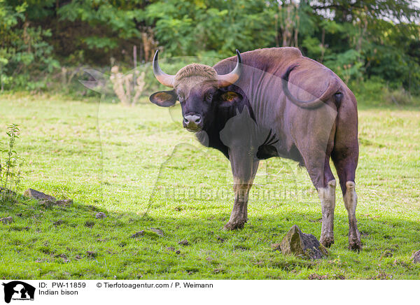 Gaur / Indian bison / PW-11859