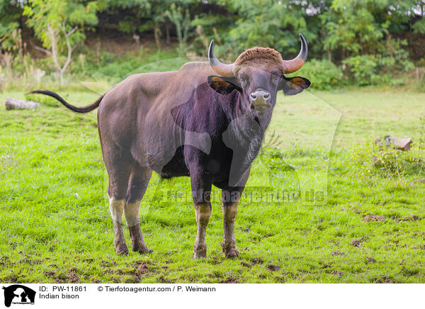 Gaur / Indian bison / PW-11861