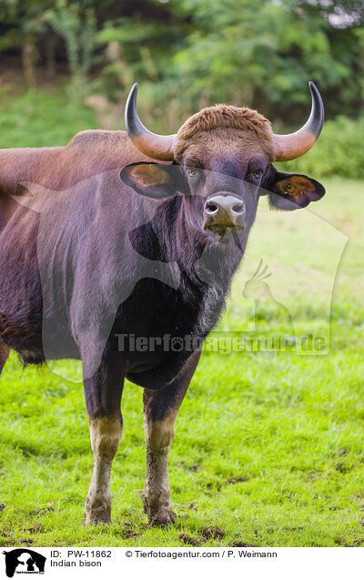 Gaur / Indian bison / PW-11862