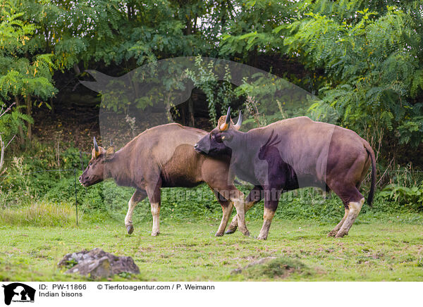 Gaur / Indian bisons / PW-11866