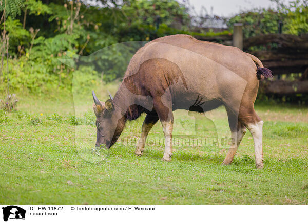 Gaur / Indian bison / PW-11872