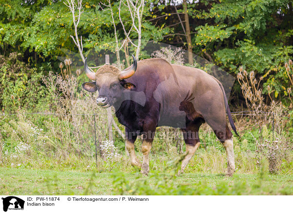 Gaur / Indian bison / PW-11874