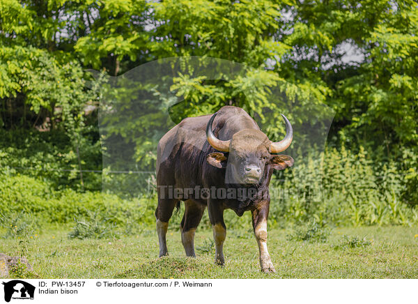 Gaur / Indian bison / PW-13457