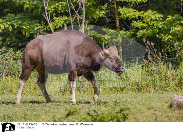 Gaur / Indian bison / PW-13458