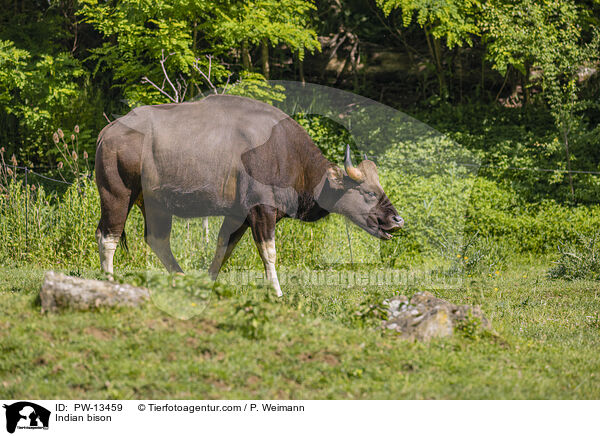 Gaur / Indian bison / PW-13459