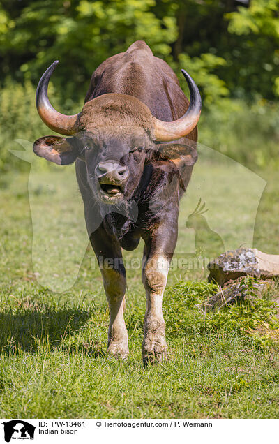 Gaur / Indian bison / PW-13461