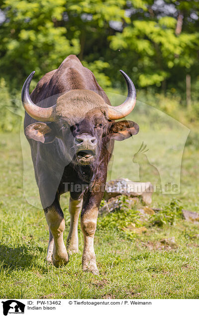 Gaur / Indian bison / PW-13462