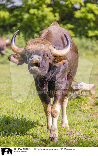 Indian bison / PW-13463