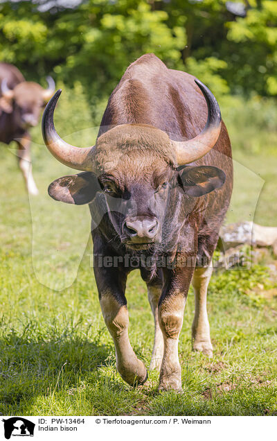 Gaur / Indian bison / PW-13464
