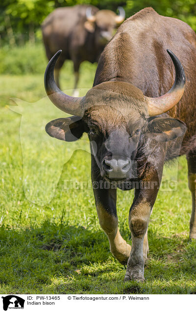 Gaur / Indian bison / PW-13465