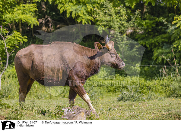 Gaur / Indian bison / PW-13467