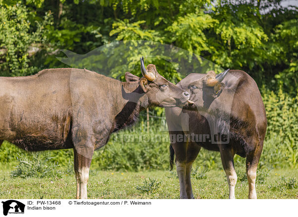 Gaur / Indian bison / PW-13468