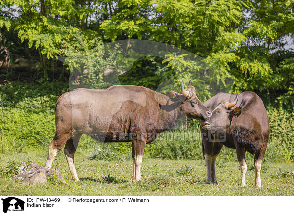 Gaur / Indian bison / PW-13469