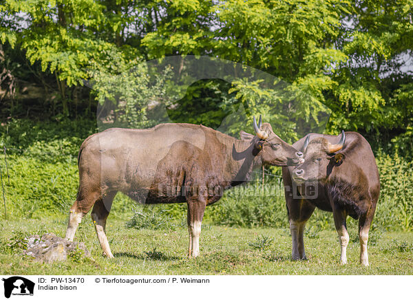 Gaur / Indian bison / PW-13470