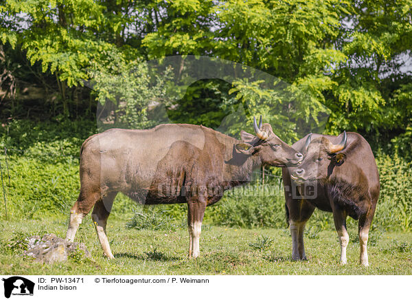 Gaur / Indian bison / PW-13471