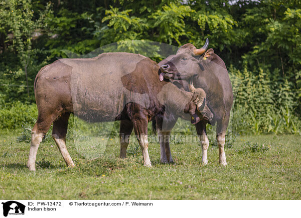 Gaur / Indian bison / PW-13472