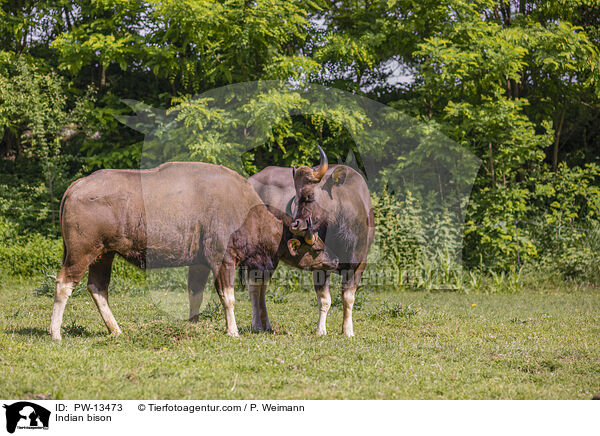 Gaur / Indian bison / PW-13473