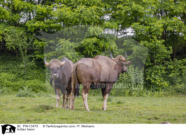 Gaur / Indian bison / PW-13475