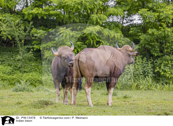 Gaur / Indian bison / PW-13476