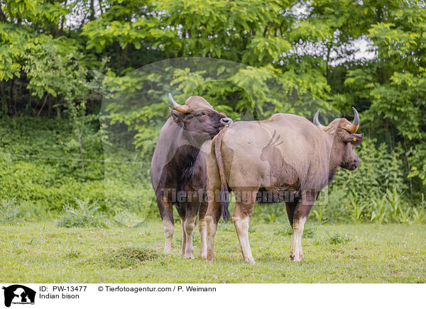 Indian bison / PW-13477