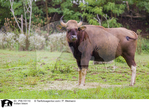 Gaur / Indian bison / PW-15110