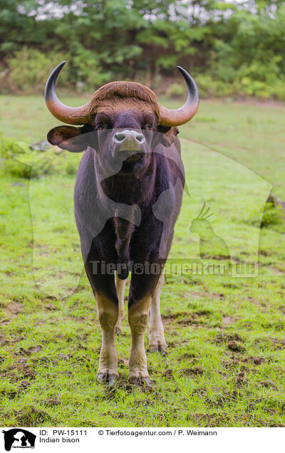 Gaur / Indian bison / PW-15111