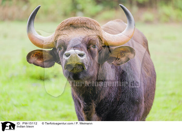 Gaur / Indian bison / PW-15112