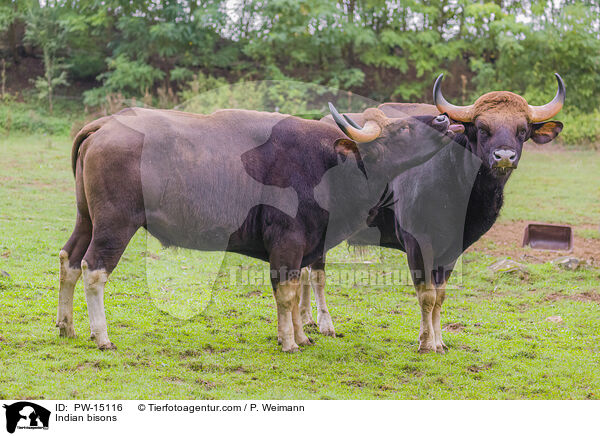 Gaur / Indian bisons / PW-15116