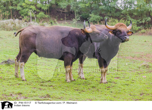 Gaur / Indian bisons / PW-15117
