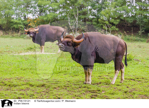 Gaur / Indian bisons / PW-15121