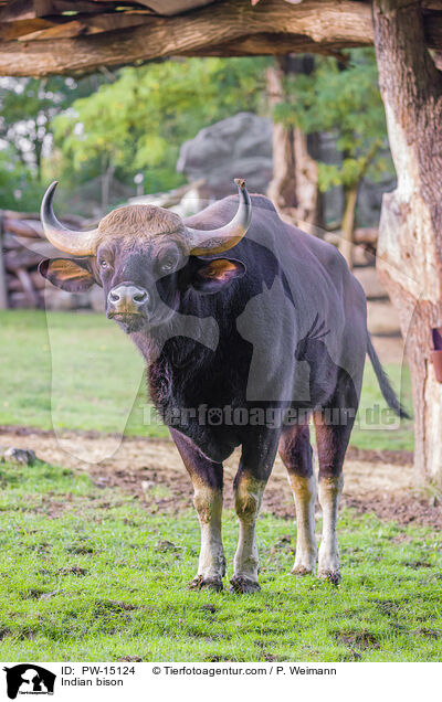 Gaur / Indian bison / PW-15124