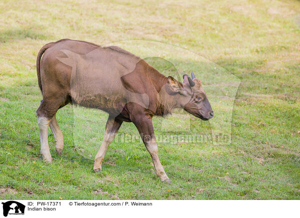 Indian bison / PW-17371