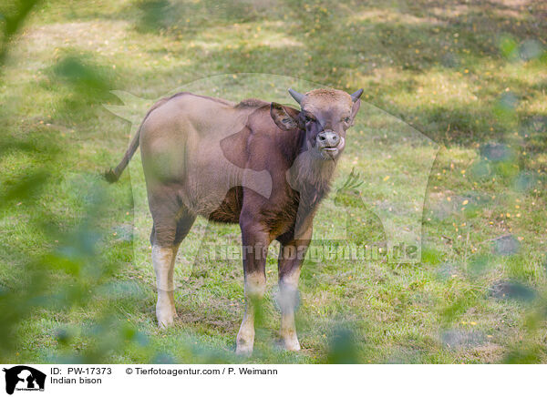 Gaur / Indian bison / PW-17373