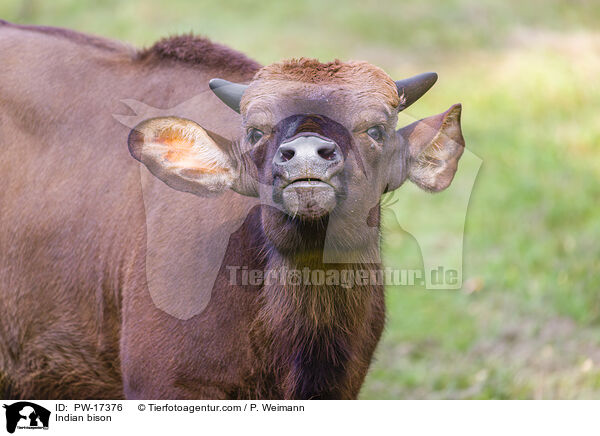 Gaur / Indian bison / PW-17376