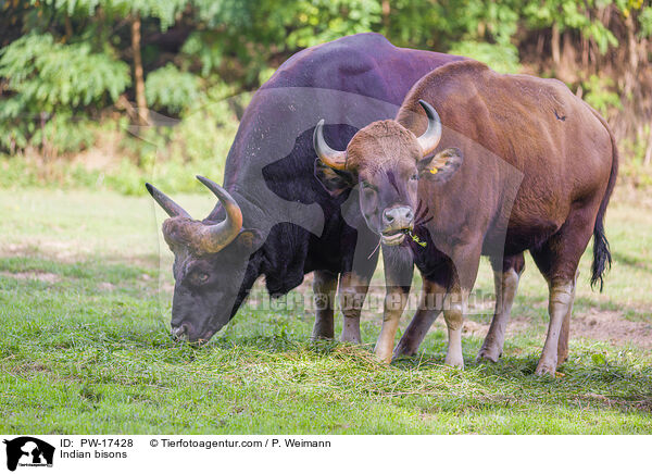 Gaur / Indian bisons / PW-17428