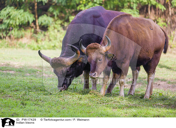 Indian bisons / PW-17429