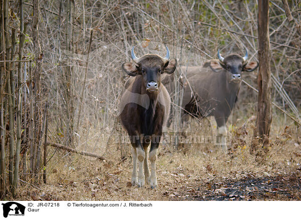 Gaur / Gaur / JR-07218
