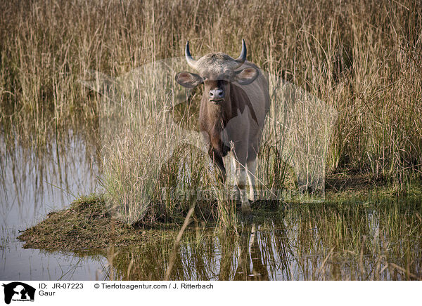 Gaur / Gaur / JR-07223