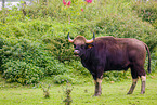 Indian bison