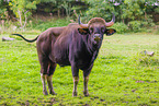 Indian bison