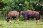 Indian bisons