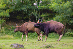 Indian bisons