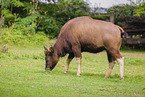 Indian bison