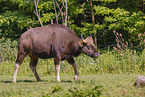 Indian bison