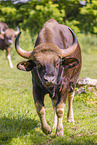 Indian bison