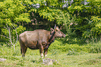 Indian bison